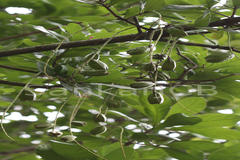 Barringtonia acutangula